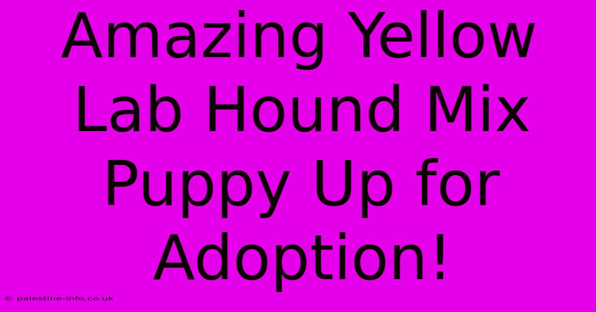 Amazing Yellow Lab Hound Mix Puppy Up For Adoption!