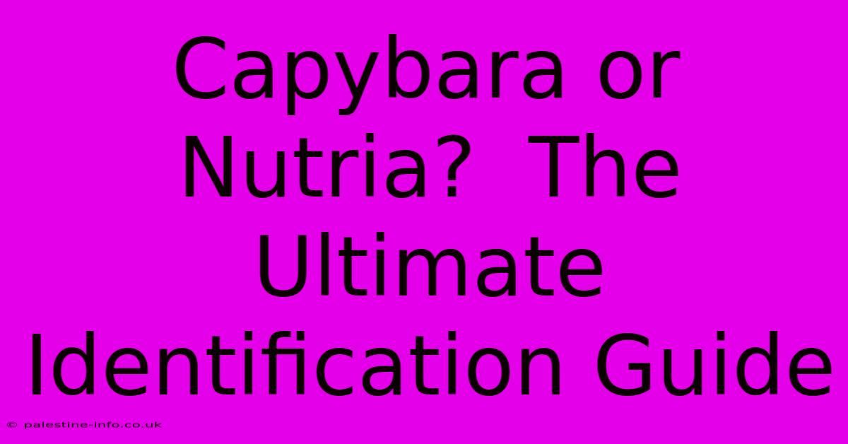 Capybara Or Nutria?  The Ultimate Identification Guide