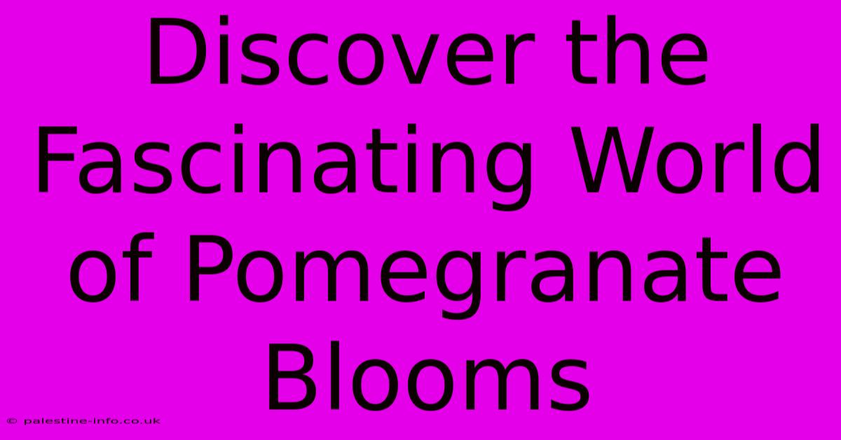 Discover The Fascinating World Of Pomegranate Blooms