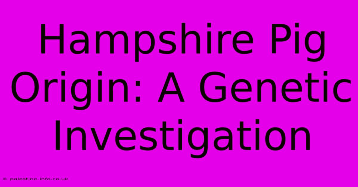 Hampshire Pig Origin: A Genetic Investigation