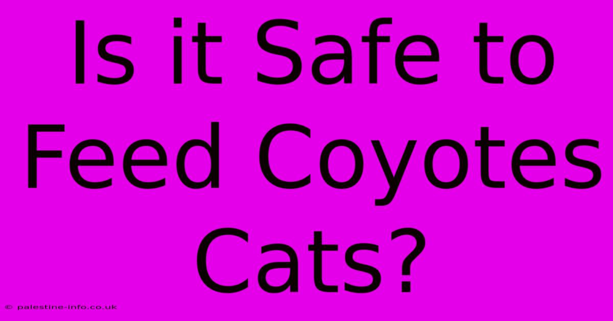 Is It Safe To Feed Coyotes Cats?