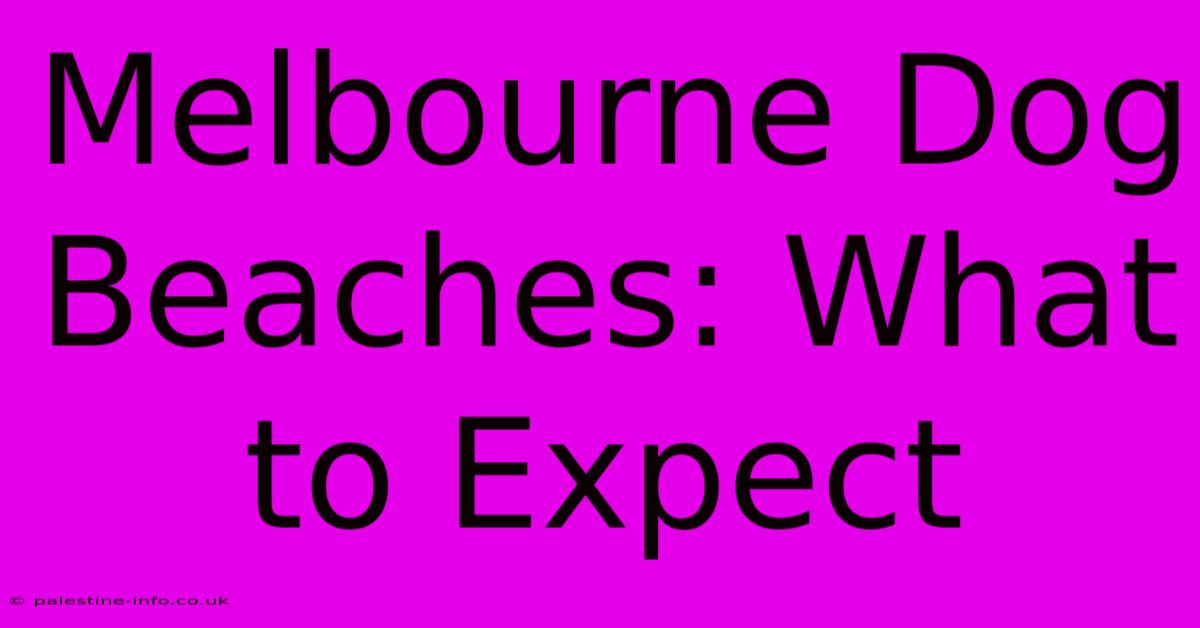 Melbourne Dog Beaches: What To Expect