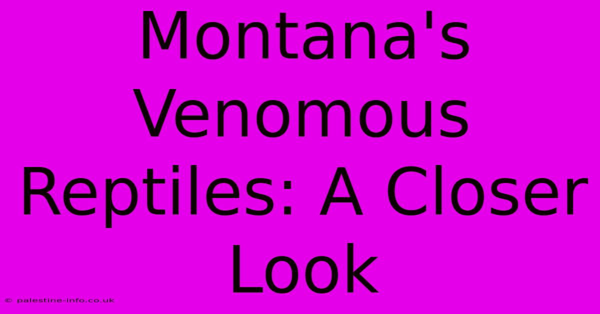 Montana's Venomous Reptiles: A Closer Look