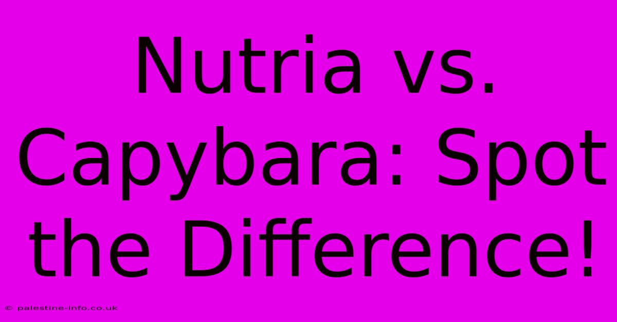 Nutria Vs. Capybara: Spot The Difference!