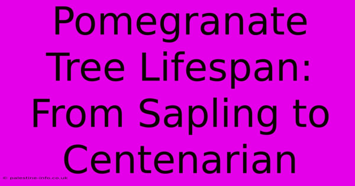 Pomegranate Tree Lifespan: From Sapling To Centenarian