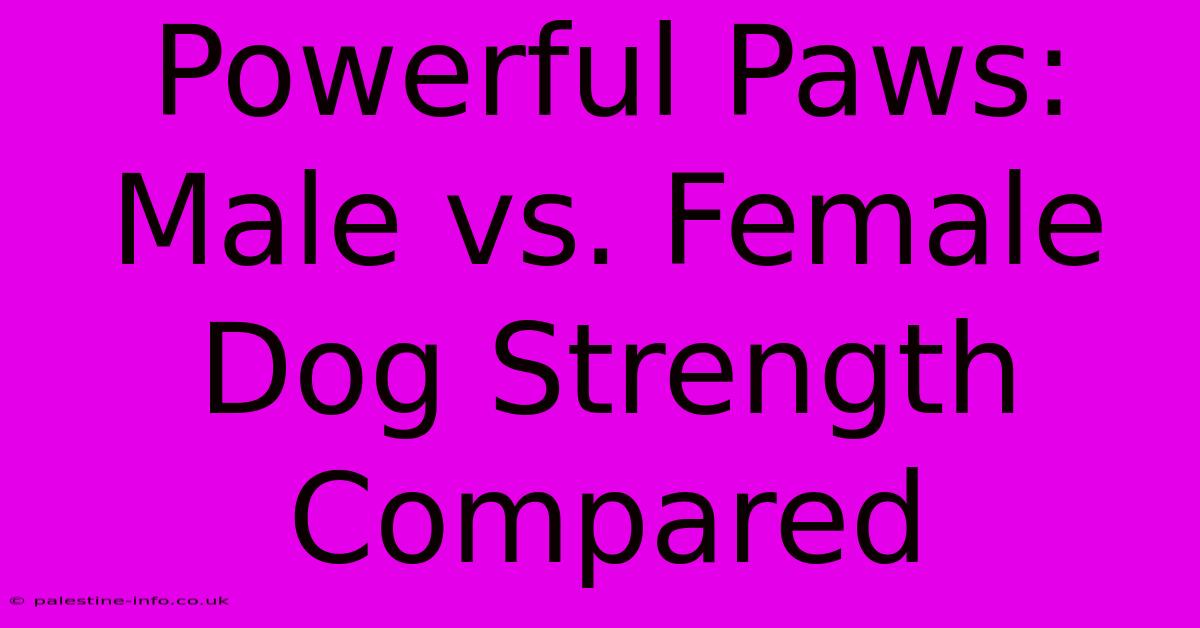 Powerful Paws: Male Vs. Female Dog Strength Compared