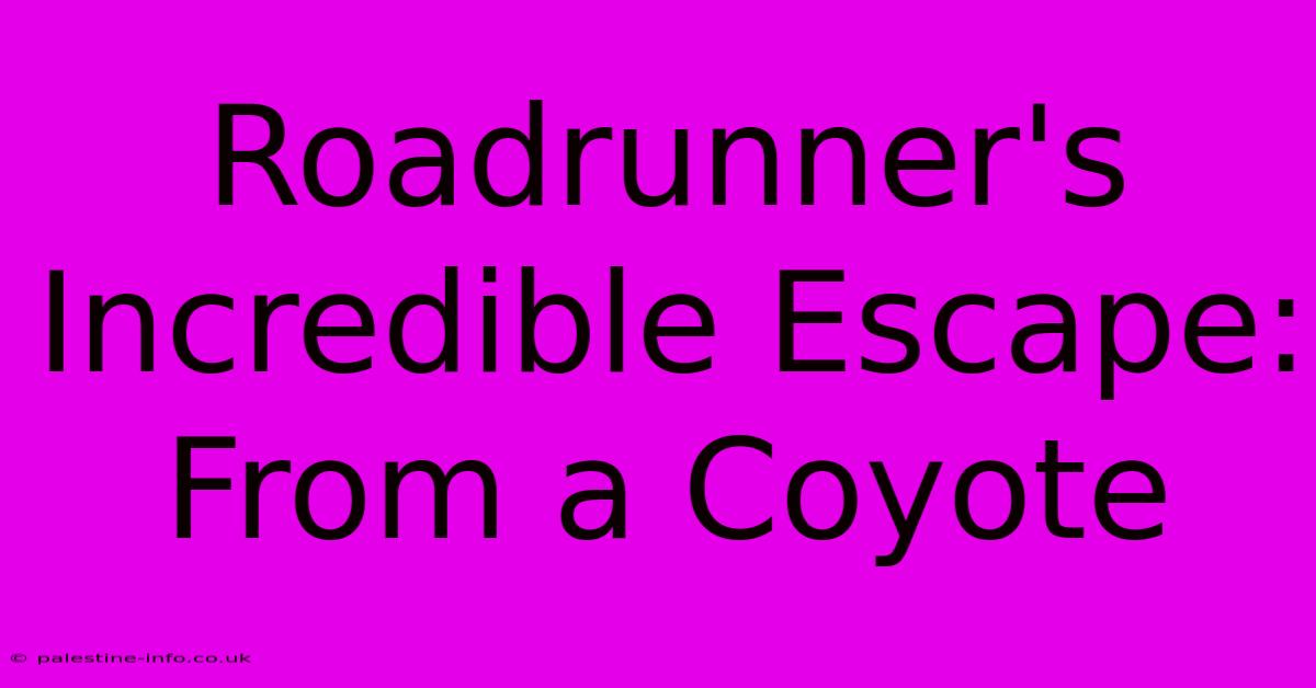 Roadrunner's Incredible Escape: From A Coyote