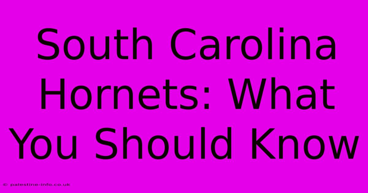 South Carolina Hornets: What You Should Know