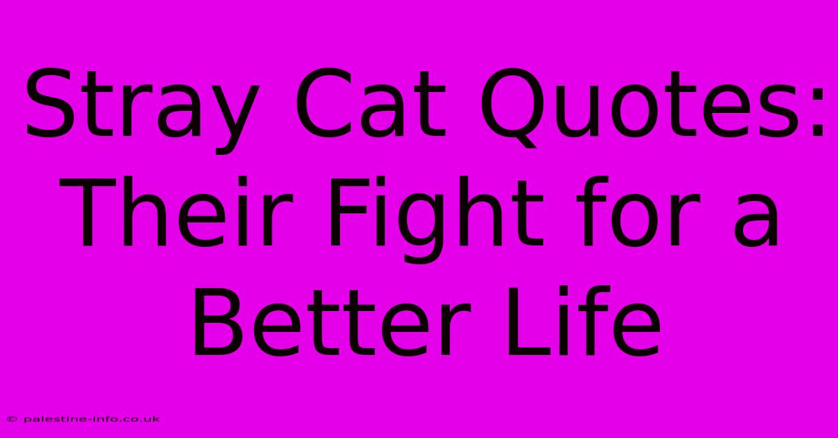 Stray Cat Quotes:  Their Fight For A Better Life