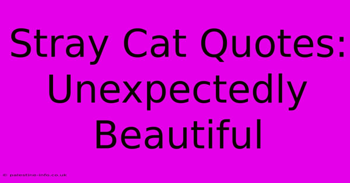 Stray Cat Quotes: Unexpectedly Beautiful