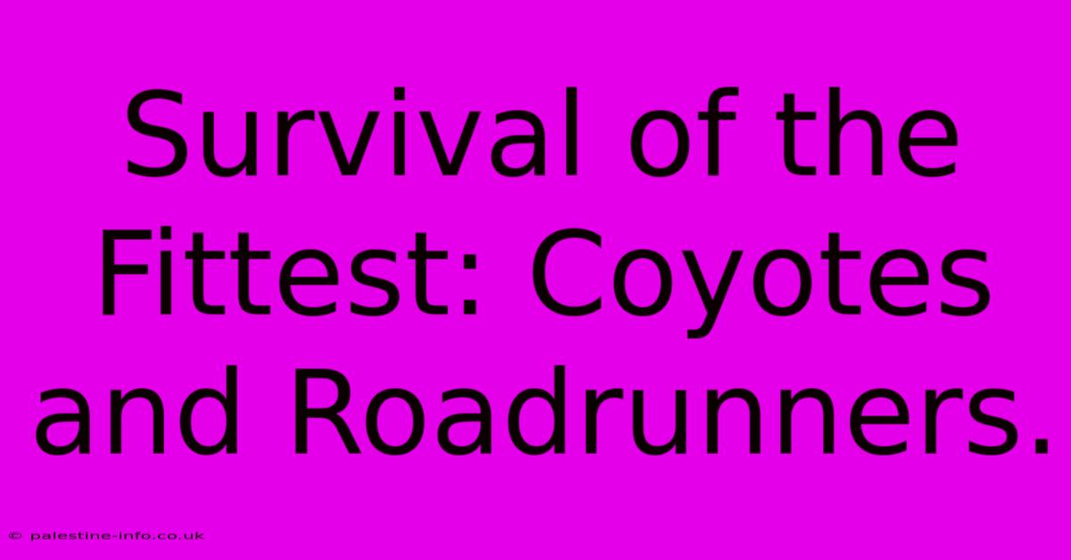 Survival Of The Fittest: Coyotes And Roadrunners.