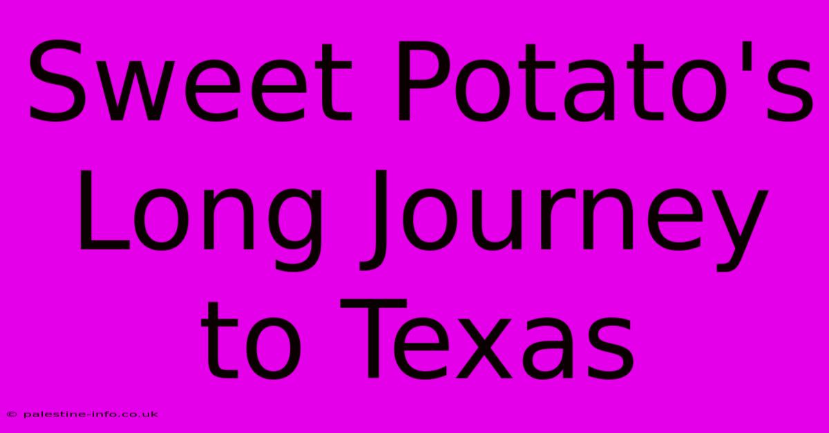 Sweet Potato's Long Journey To Texas