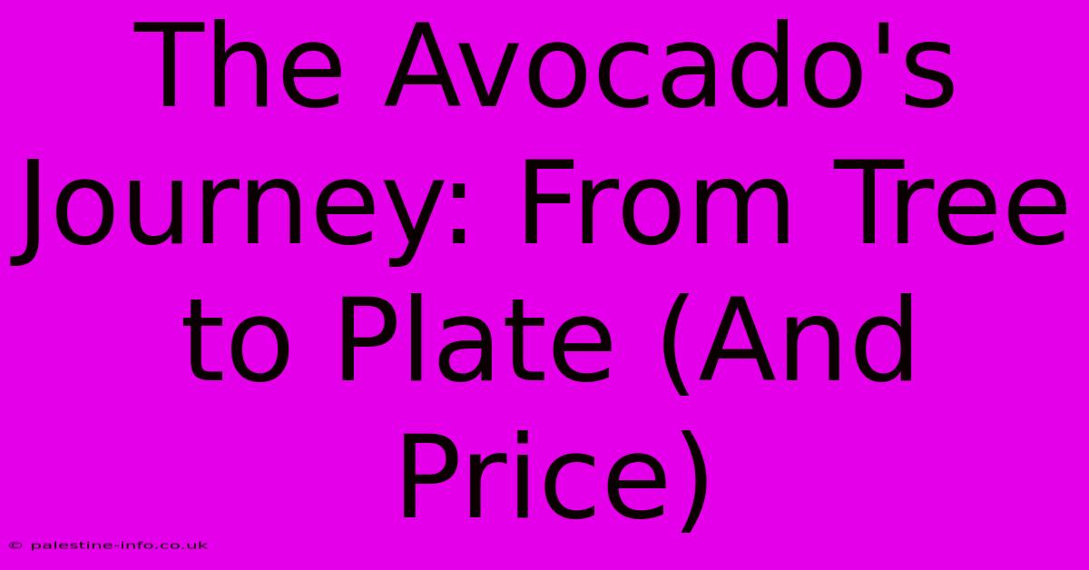 The Avocado's Journey: From Tree To Plate (And Price)