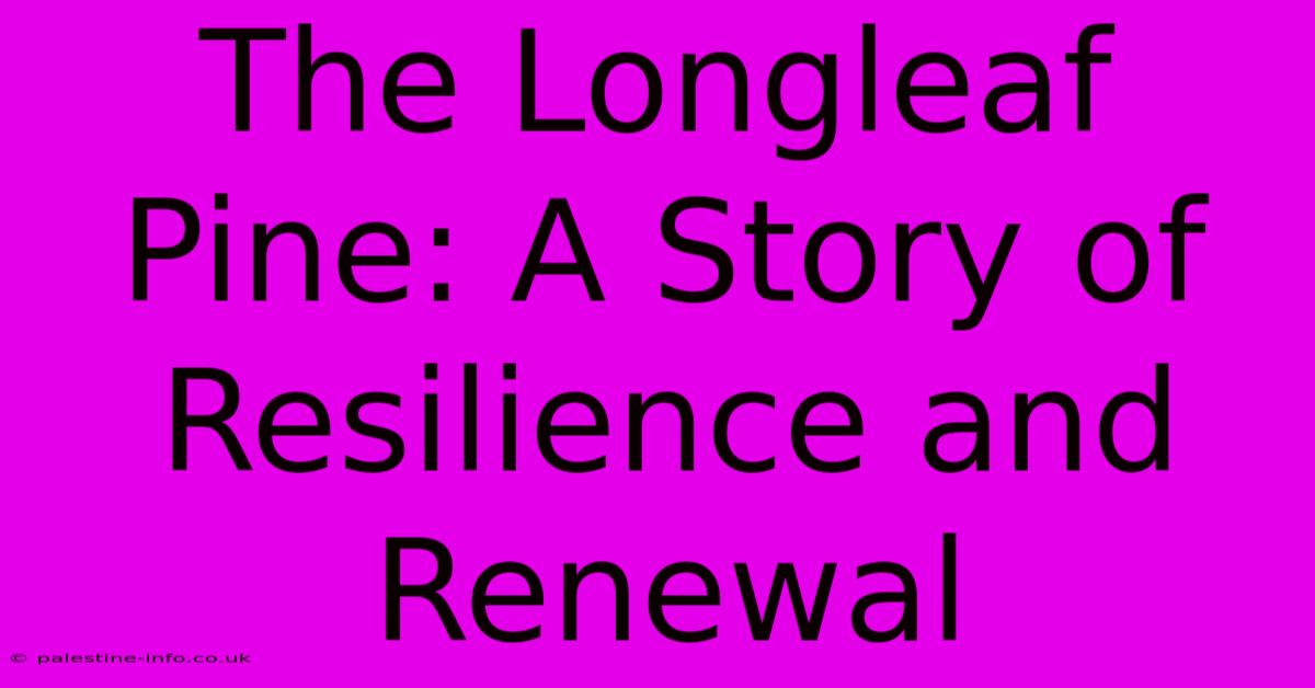 The Longleaf Pine: A Story Of Resilience And Renewal