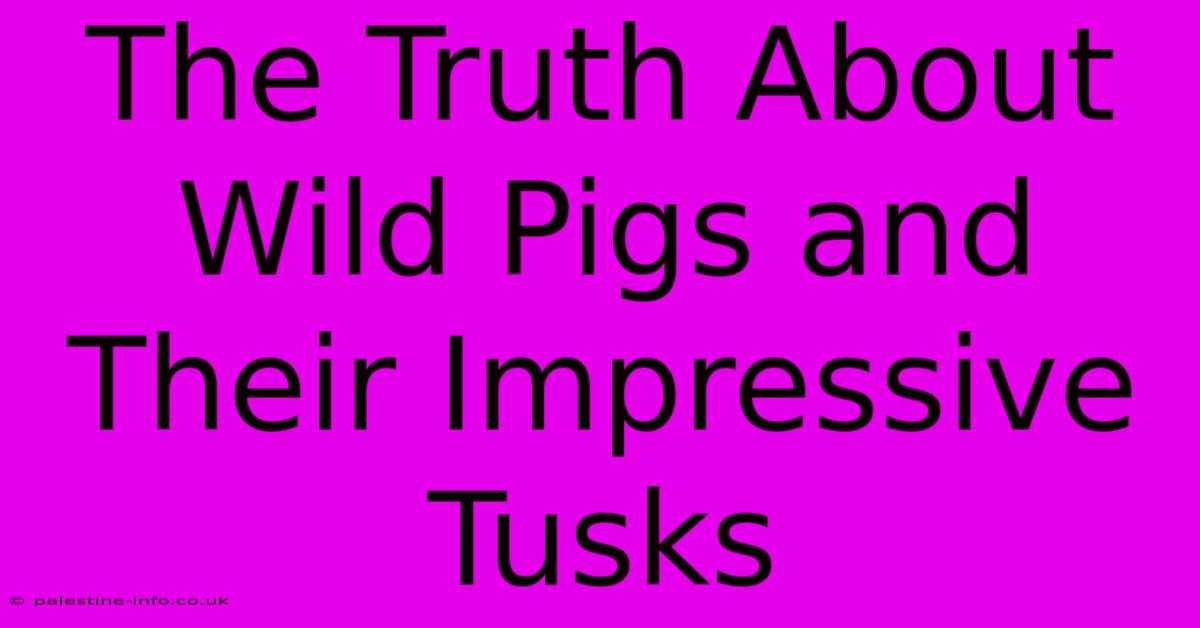 The Truth About Wild Pigs And Their Impressive Tusks