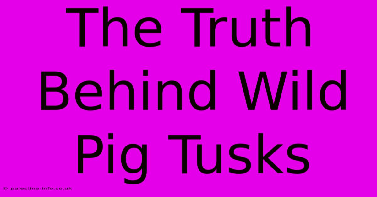 The Truth Behind Wild Pig Tusks