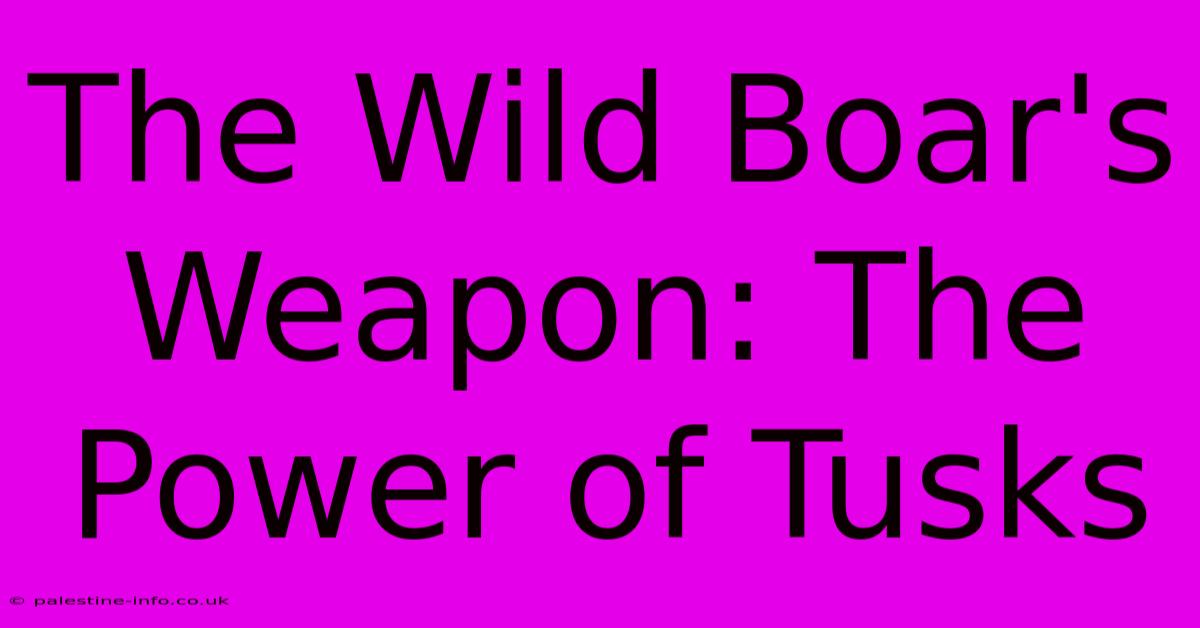 The Wild Boar's Weapon: The Power Of Tusks