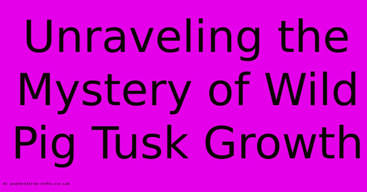 Unraveling The Mystery Of Wild Pig Tusk Growth