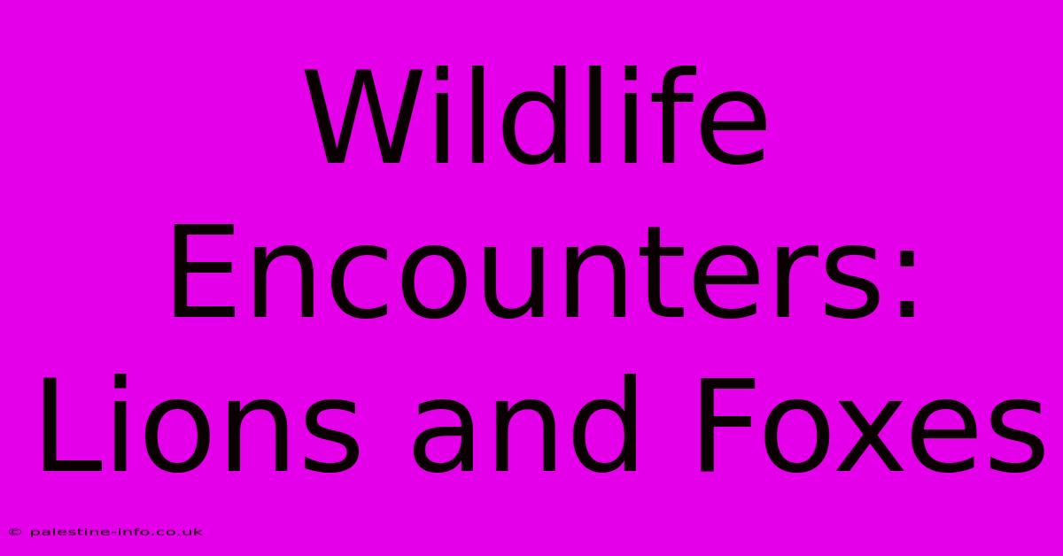 Wildlife Encounters: Lions And Foxes